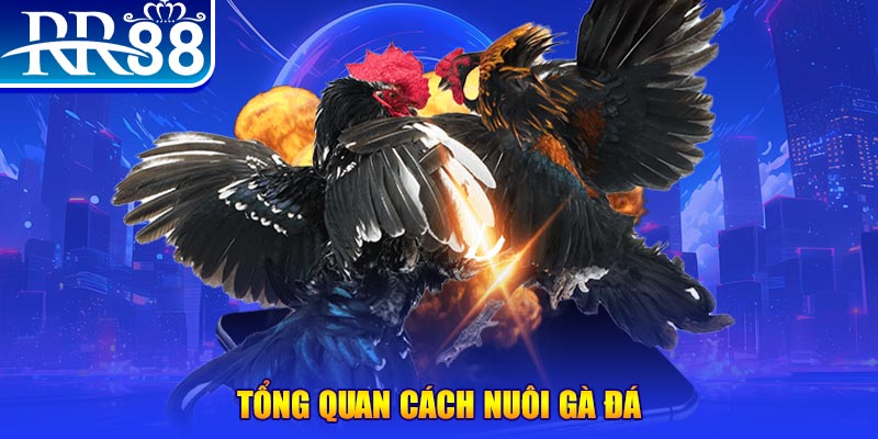 mcw casio VA Điện Tử