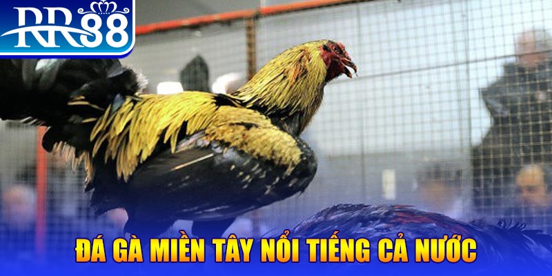 mcw casio JILI Game Bài 3d